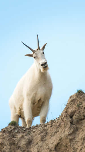 Mountain_ Goat_ On_ Cliff_ Edge.jpg Wallpaper