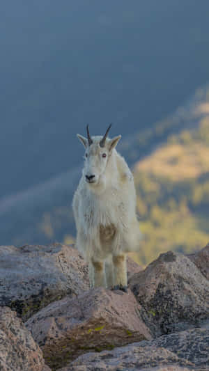 Mountain_ Goat_on_ Rocky_ Terrain.jpg Wallpaper