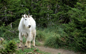 Mountain_ Goat_on_ Trail.jpg Wallpaper