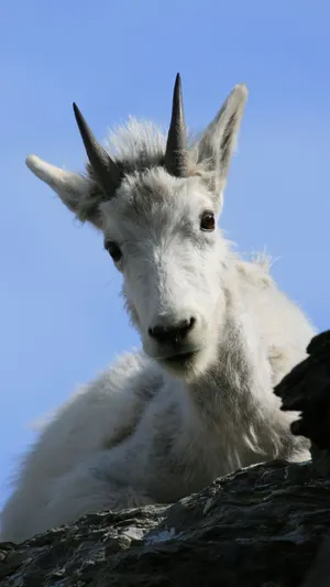 Mountain Goat Peering Over Cliff.jpg Wallpaper