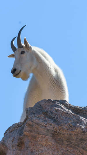 Mountain Goat Peering Over Rock Wallpaper