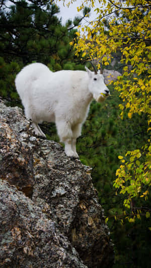 Mountain_ Goat_ Perched_on_ Cliff Wallpaper