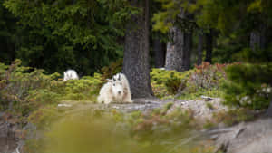 Mountain Goat Resting Behind Tree Wallpaper