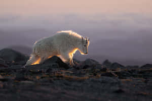 Mountain Goat Sunset Glow Wallpaper