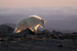 Mountain Goat Sunset Glow Wallpaper