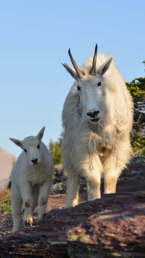 Mountain Goatand Kid Walking Wallpaper