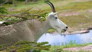 Mountain Goatin Natural Habitat.jpg Wallpaper