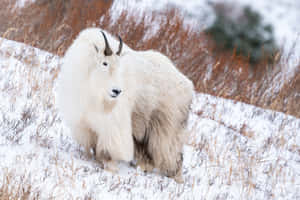 Mountain Goatin Snowy Habitat.jpg Wallpaper