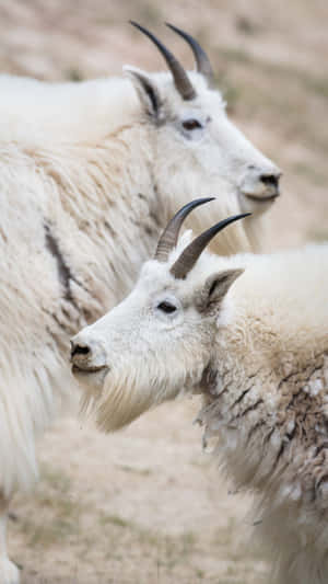 Mountain_ Goats_ Closeup_ Portrait.jpg Wallpaper