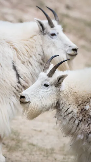 Mountain_ Goats_ Closeup_ Portrait.jpg Wallpaper