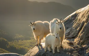 Mountain Goats Sunset Rocky Terrain Wallpaper