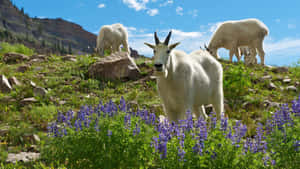 Mountain Goatsin Alpine Meadow.jpg Wallpaper