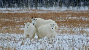 Mountain Goatsin Snowy Field Wallpaper