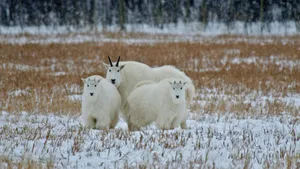 Mountain Goatsin Snowy Field Wallpaper