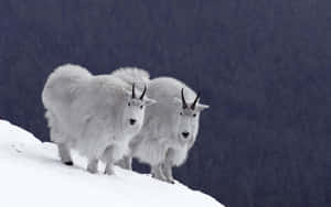 Mountain Goatsin Snowy Landscape Wallpaper