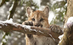 Mountain Lion Cub In Snowy Tree Wallpaper