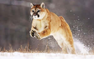 Mountain Lion Leapin Snow Wallpaper