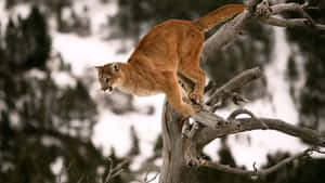 Mountain Lion Perchedon Tree Branch Wallpaper