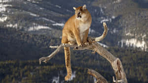 Mountain Lion Perchedon Tree Branch Wallpaper