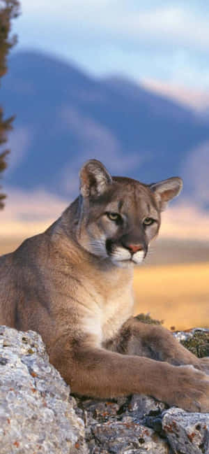 Mountain Lion Restingon Rock Wallpaper