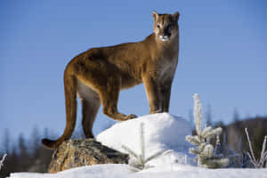 Mountain Lion Standingon Snow Covered Rock Wallpaper