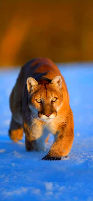Mountain Lionin Snow Wallpaper