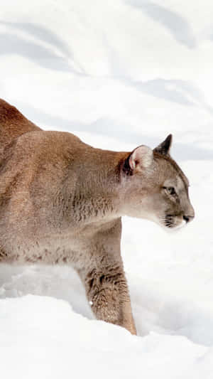 Mountain Lionin Snow Wallpaper