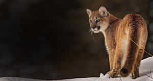 Mountain Lionin Snow Wallpaper