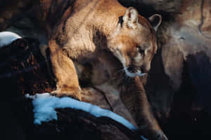 Mountain Lionin Snowy Habitat Wallpaper