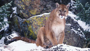 Mountain Lionin Snowy Habitat.jpg Wallpaper