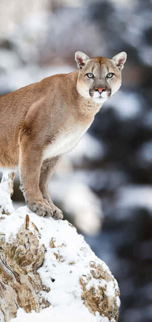 Mountain Lionin Snowy Habitat.jpg Wallpaper