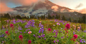 Mountain_ Meadow_at_ Sunset Wallpaper