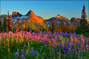 Mountain_ Meadow_at_ Sunset.jpg Wallpaper