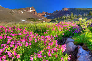 Mountain_ Meadow_ Blooms Wallpaper