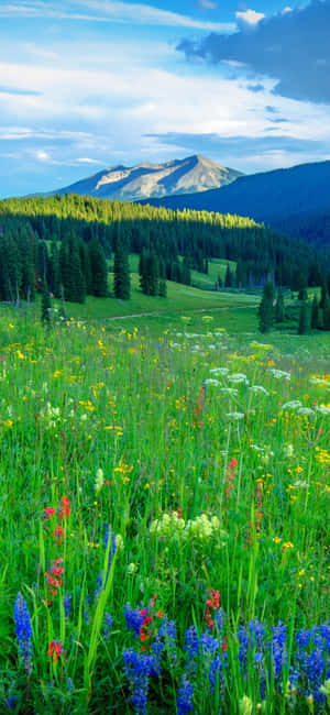 Mountain_ Meadow_ Flowers_ Sunset Wallpaper