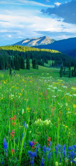 Mountain_ Meadow_ Flowers_ Sunset Wallpaper
