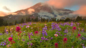 Mountain_ Meadow_ Sunset_ Flowers.jpg Wallpaper