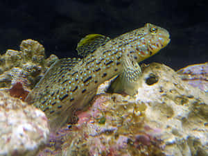 Mountain Peak Veiled In Mist Wallpaper