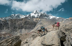 Mountain Trail Mules.jpg Wallpaper