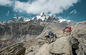 Mountain Trail Mules.jpg Wallpaper