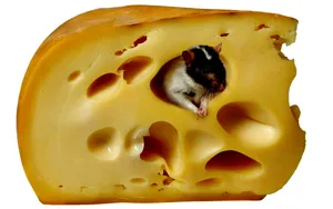 Mouse Feeding On Cheese Wallpaper