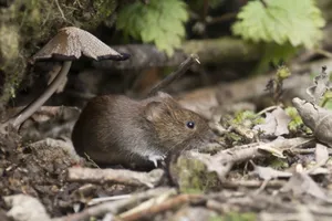 Mouse Under A Mushroom Wallpaper