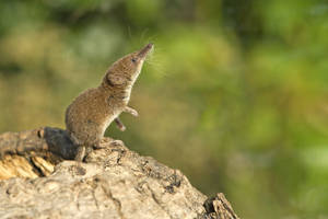 Mouse With Long Snout Wallpaper