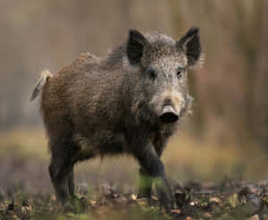 Mr. Hog Taking A Leisurely Stroll Through The Countryside Wallpaper