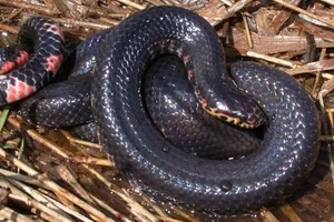 Mud Snake With Uniform Black Body Wallpaper