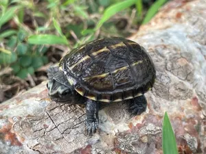 Mud Turtle On A Tree Trunk Wallpaper