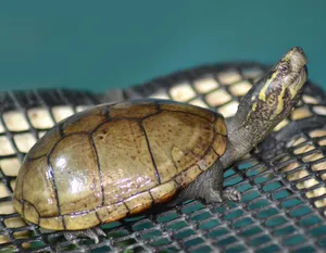 Mud Turtle With A Smooth Shell Wallpaper