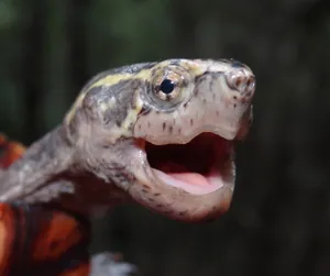 Mud Turtle With Sharp Beaks Wallpaper
