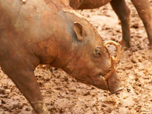 Muddy Babirusa Side View Wallpaper