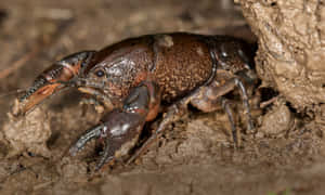 Muddy Crayfishin Natural Habitat Wallpaper